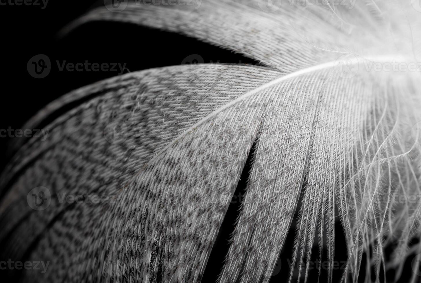 white duck feathers black background. photo