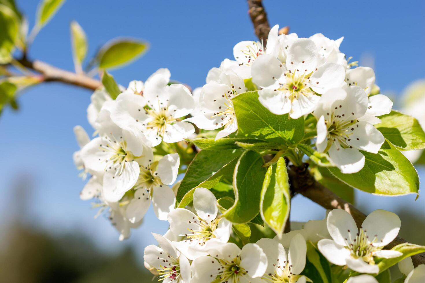 White apple flowers on a beautiful sunny day. photo