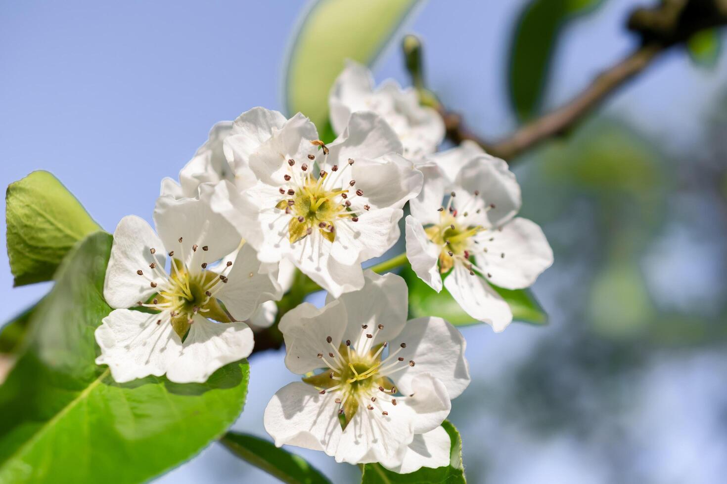 blooming pear blossoms photo