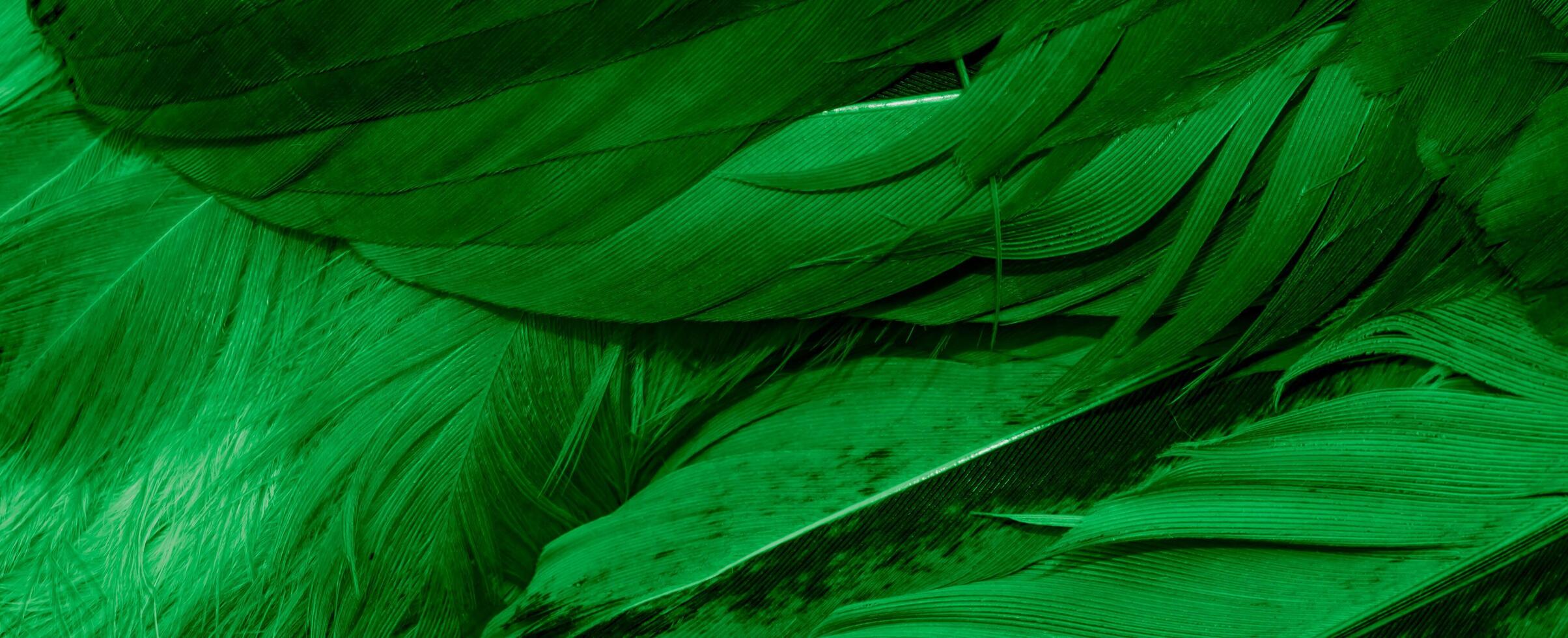 green hen feathers. background photo