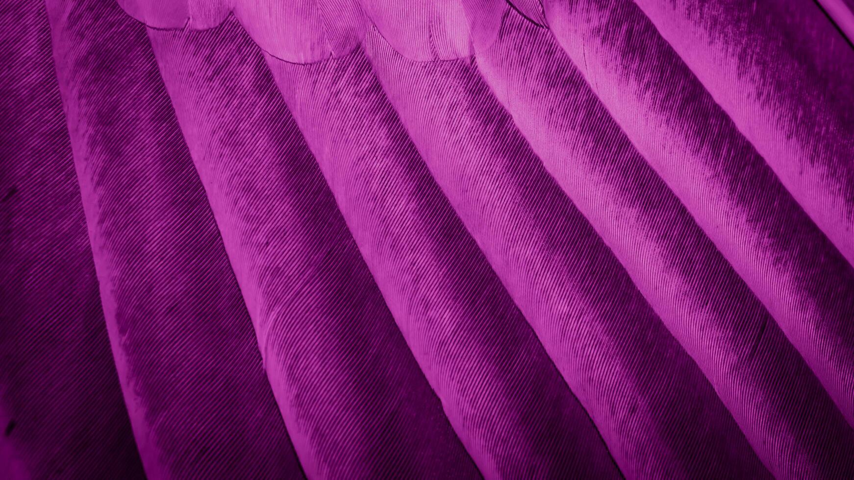 Violet feather pigeon macro photo. texture or background photo