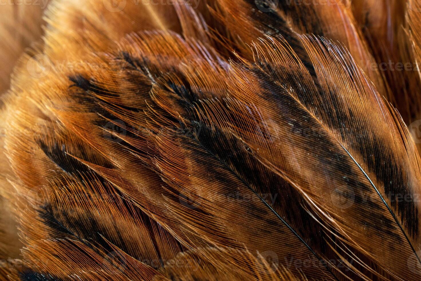 hen feathers. background or textura photo