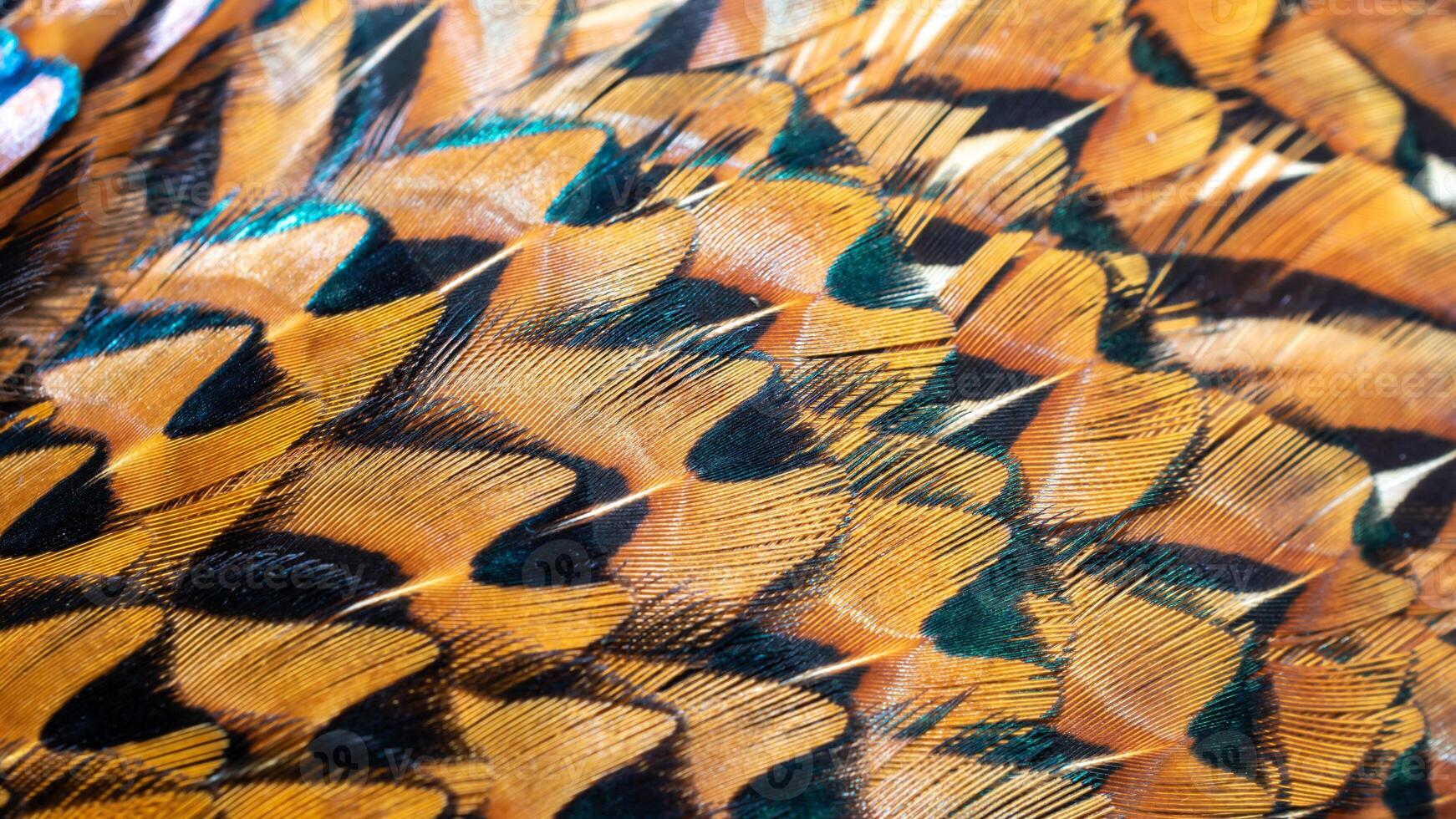brown pheasant feathers with a visible texture. background photo