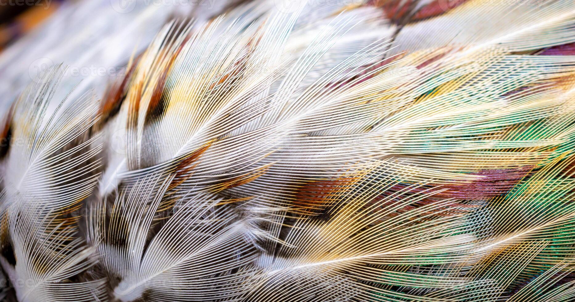 white pheasant feathers with a visible texture. background photo