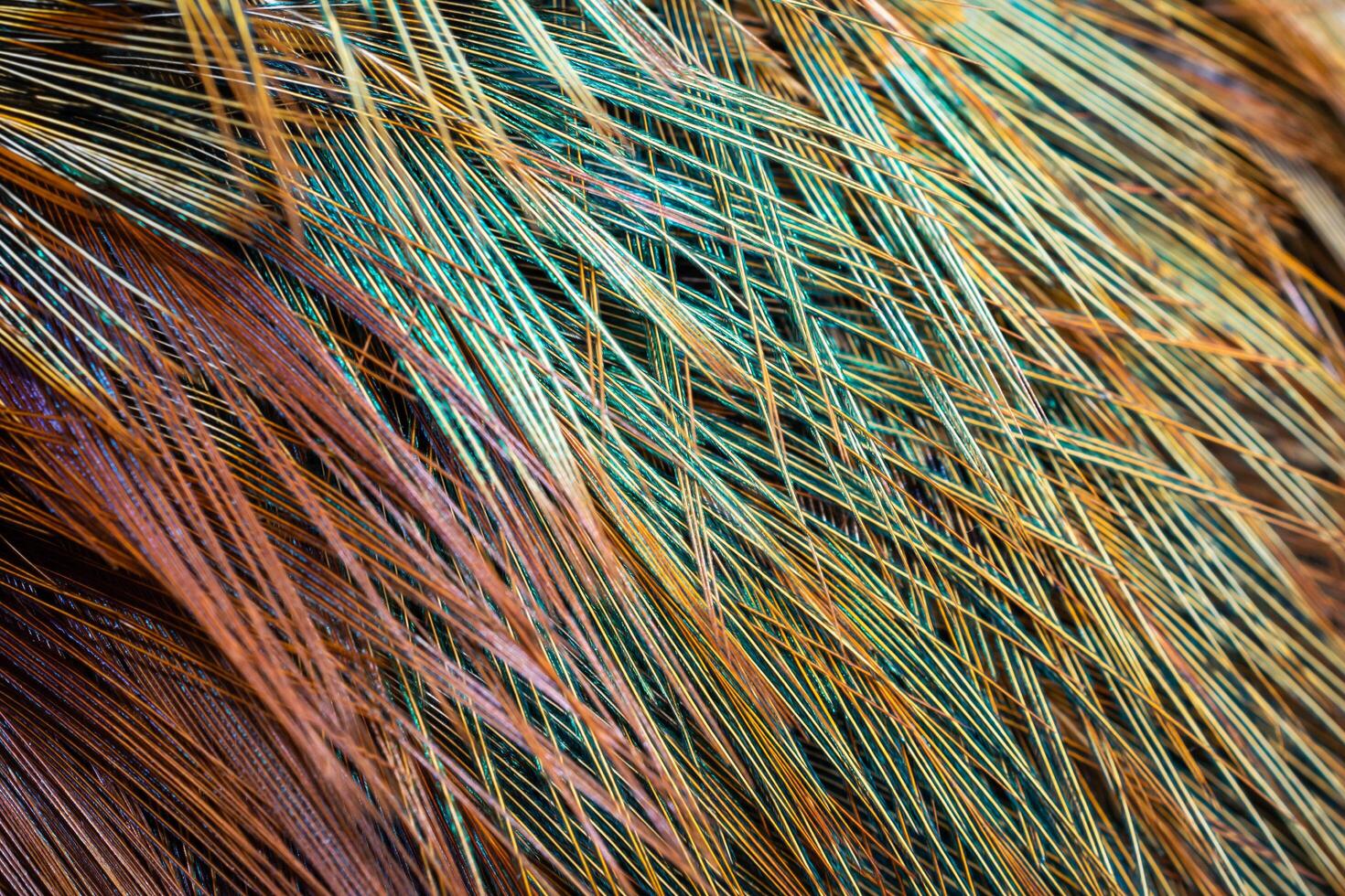 colored pheasant feathers background. photo