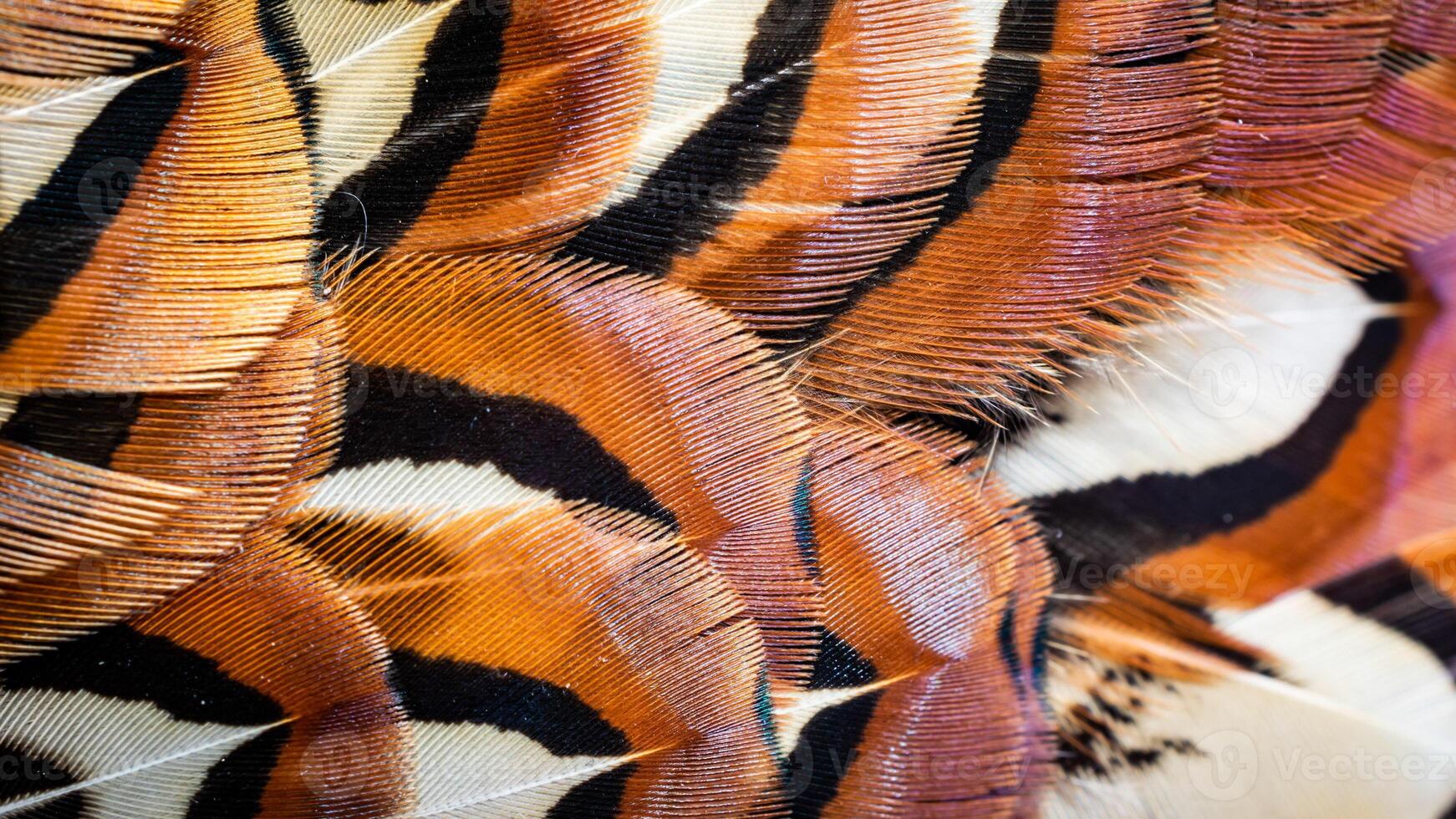 background. pheasant feathers. photo