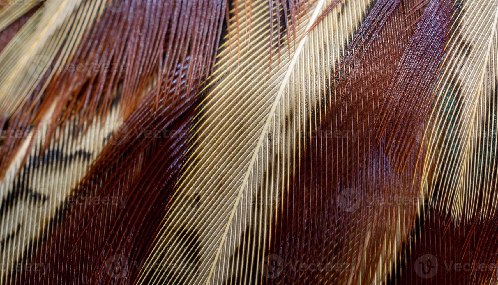 colored pheasant feathers with a visible. background photo