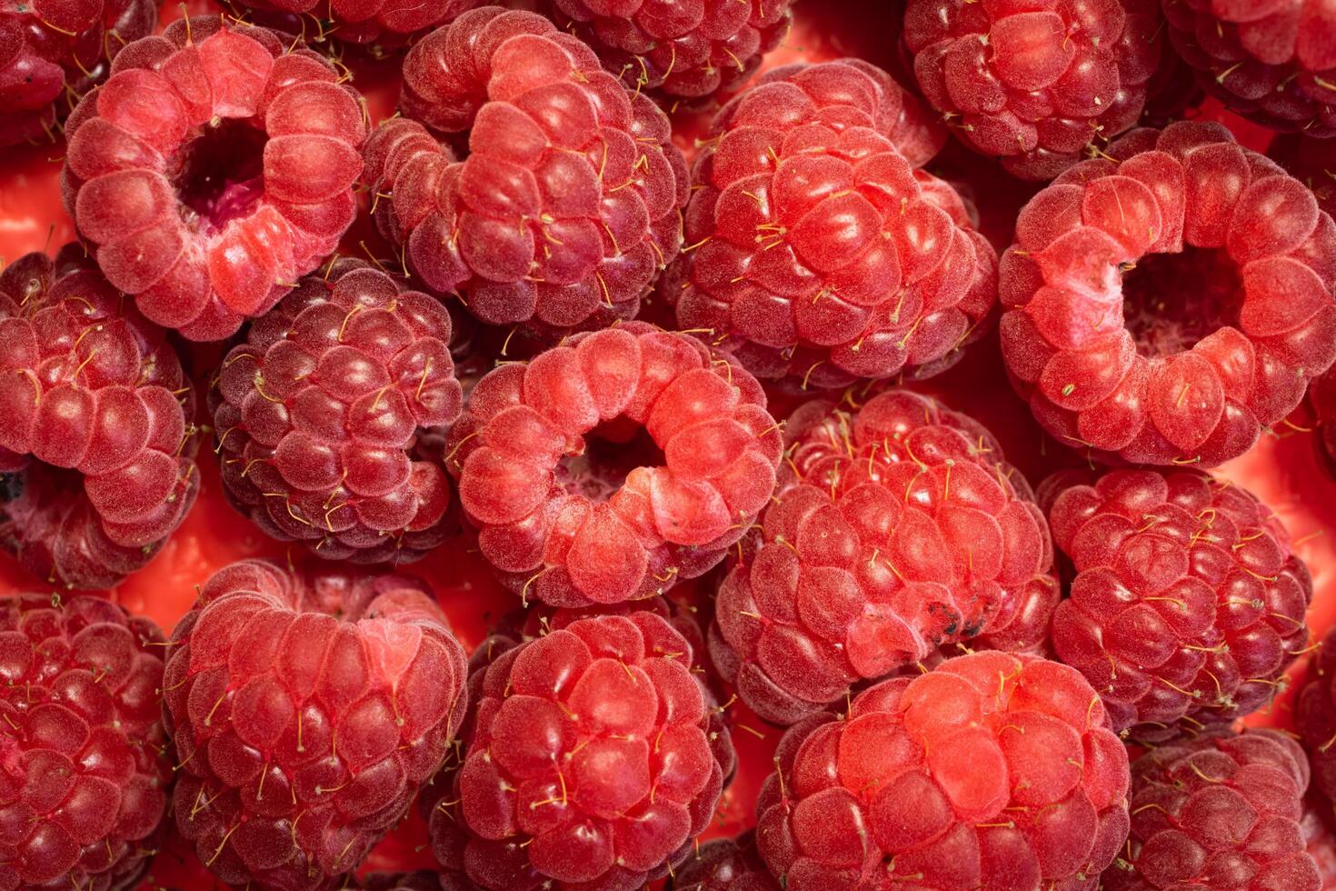 red raspberries with visible details. background or texture photo