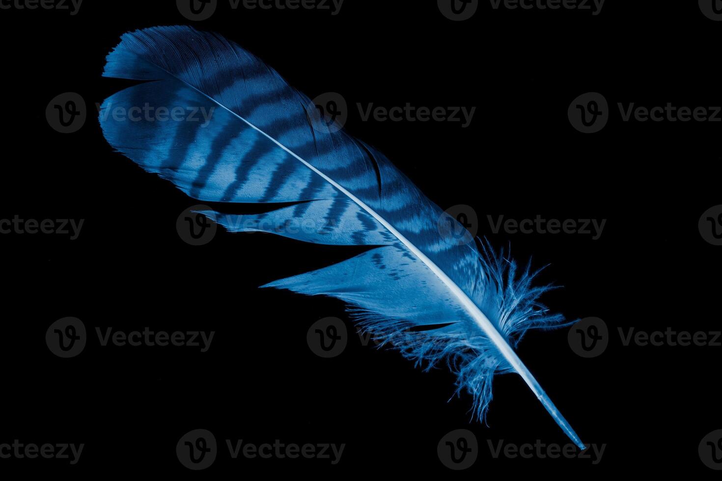 a blue hawk feather on a black isolated background photo
