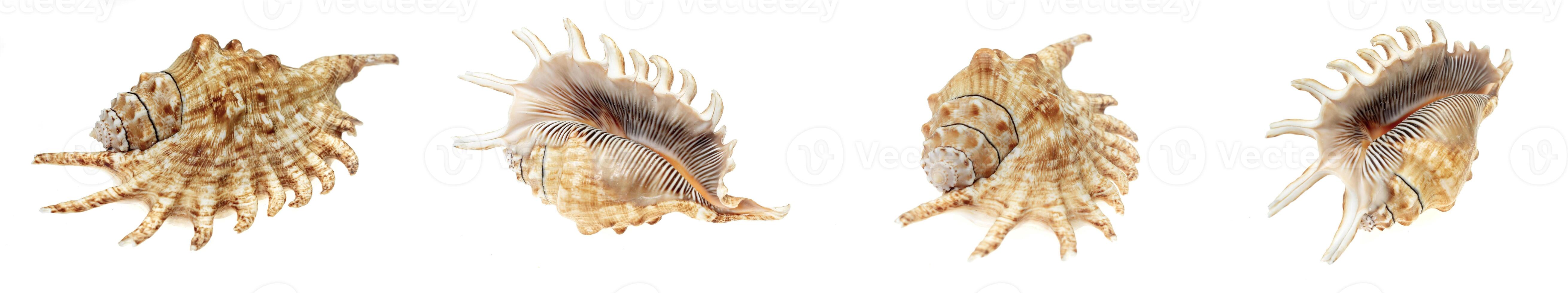set the shell of a sea snail on a white isolated background photo