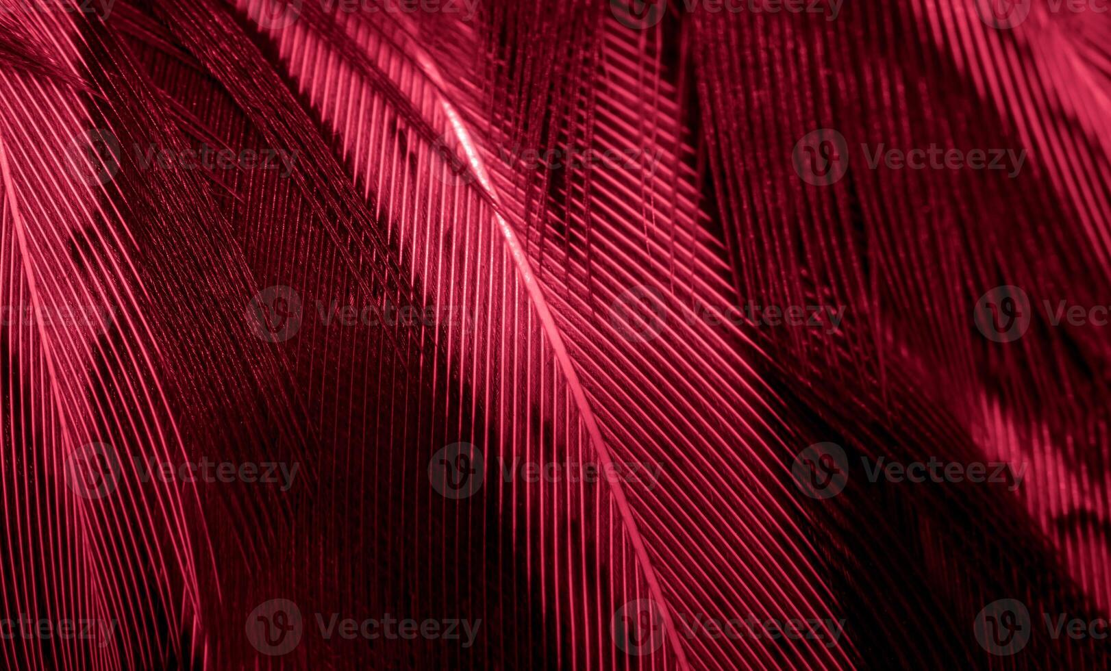 red pheasant feathers with a visible texture. background photo