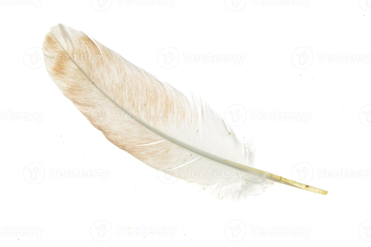 a pigeon feather, isolated background photo