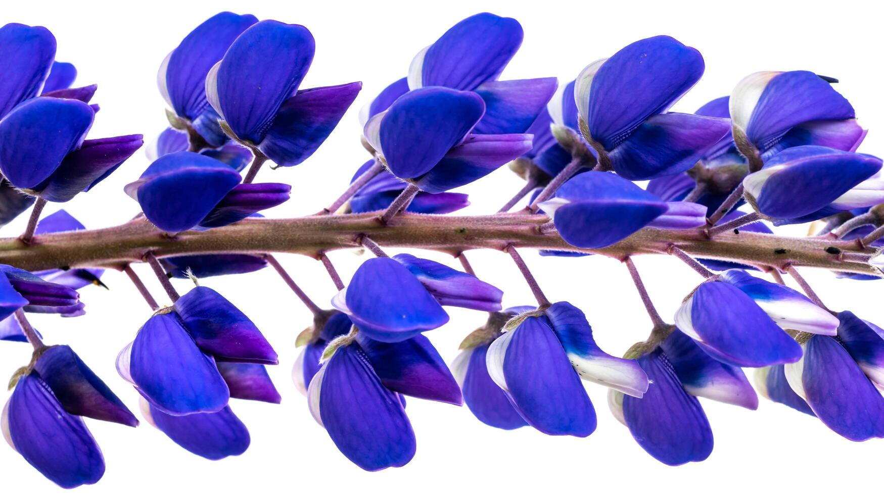 blue lupine on a white isolated background. photo