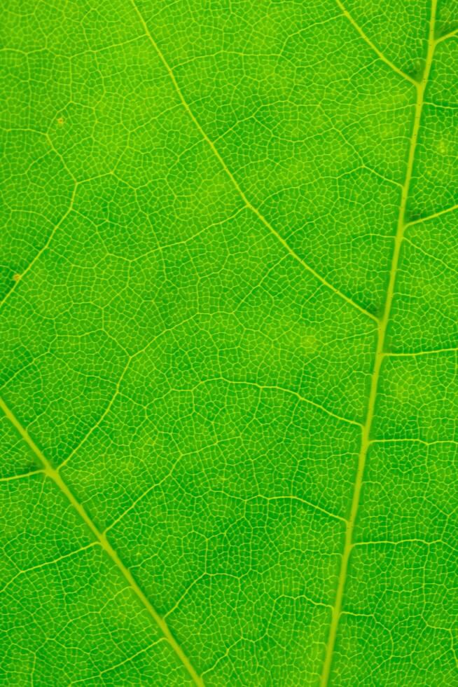 green leaf with visible texture. background. photo
