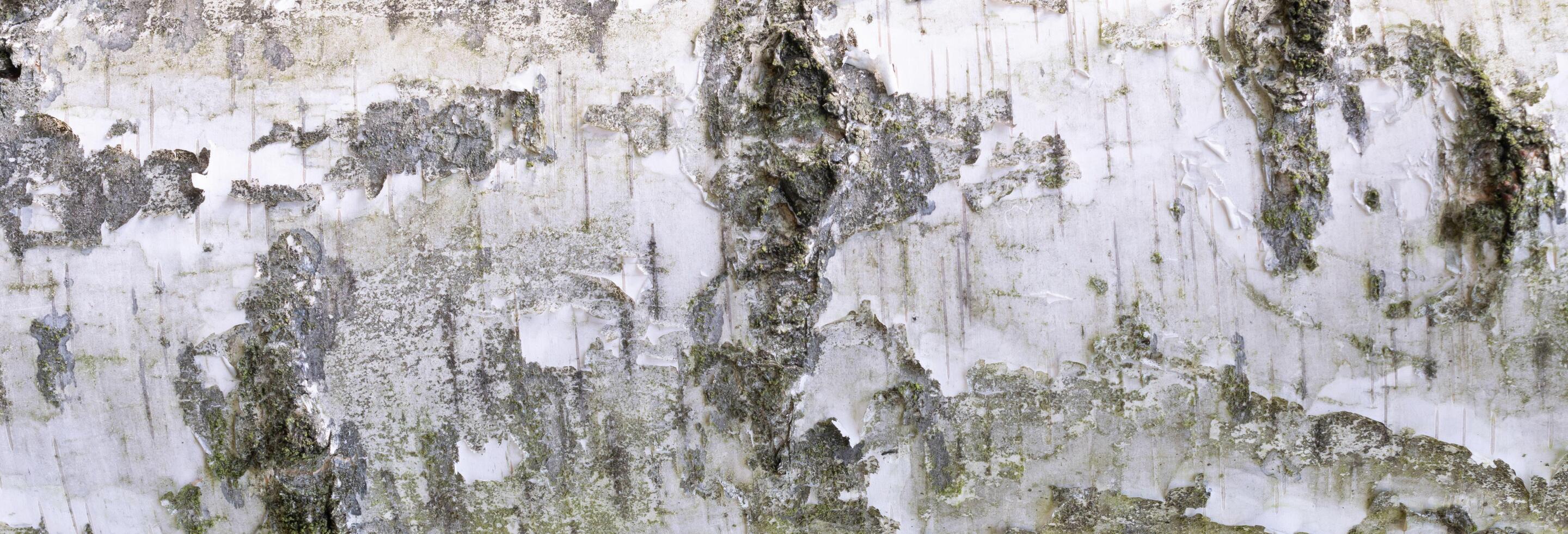 white birch bark with visible texture. photo