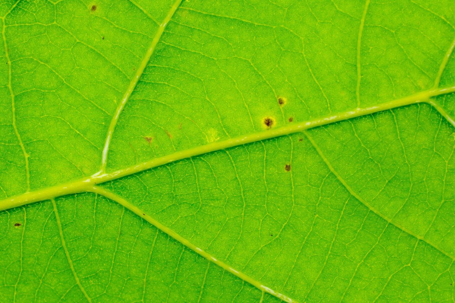 green leaf with visible texture. background photo