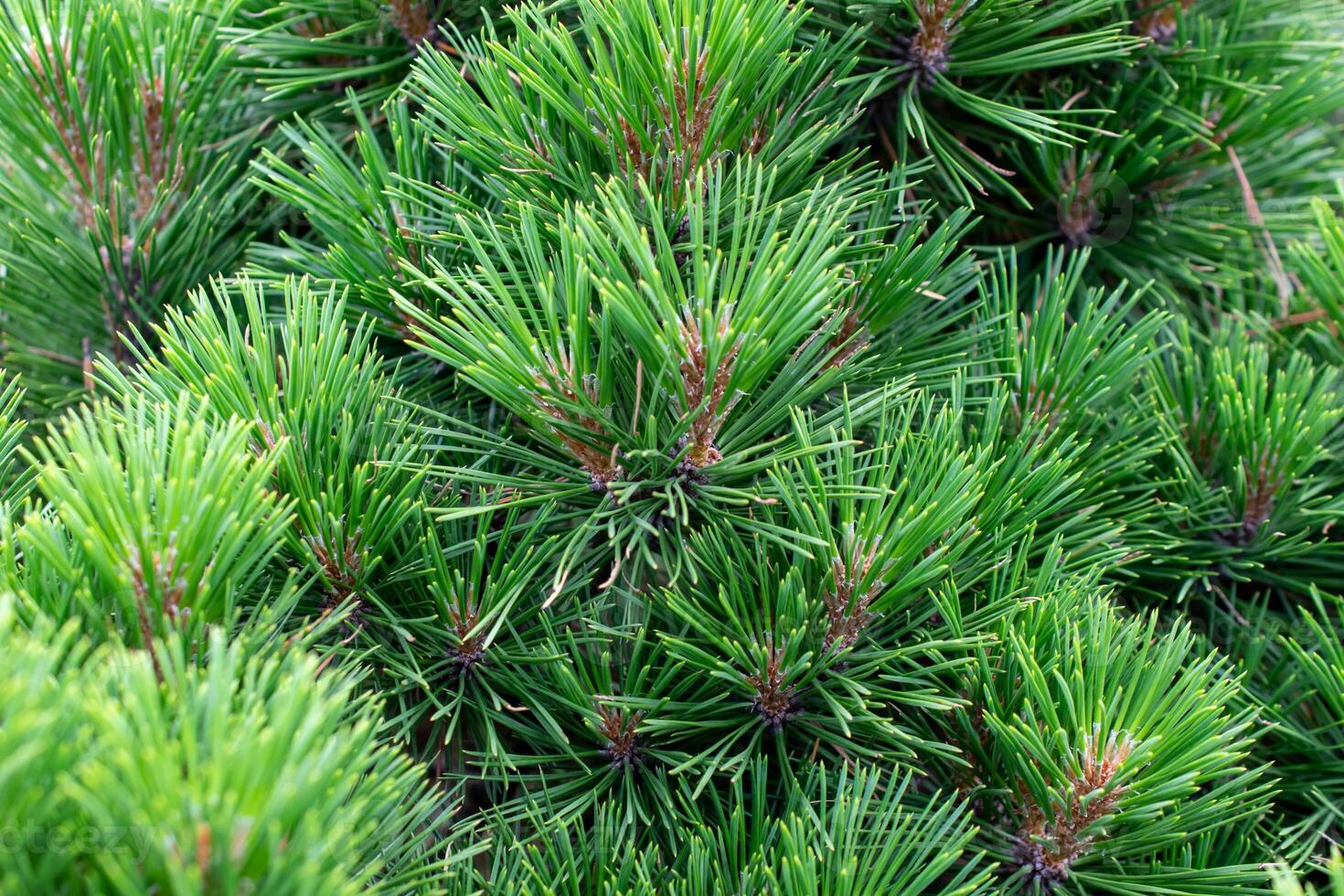 pine branches with visible details. background photo