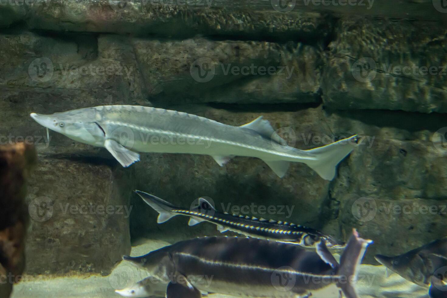 Acipenser oxyrinchus against a background of yellow sand. photo