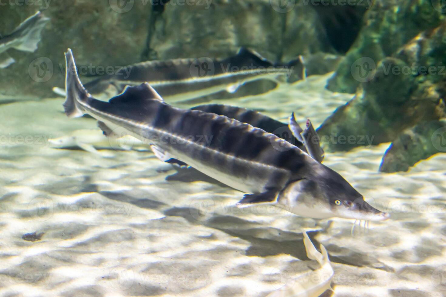 Acipenser oxyrinchus of yellow sand photo