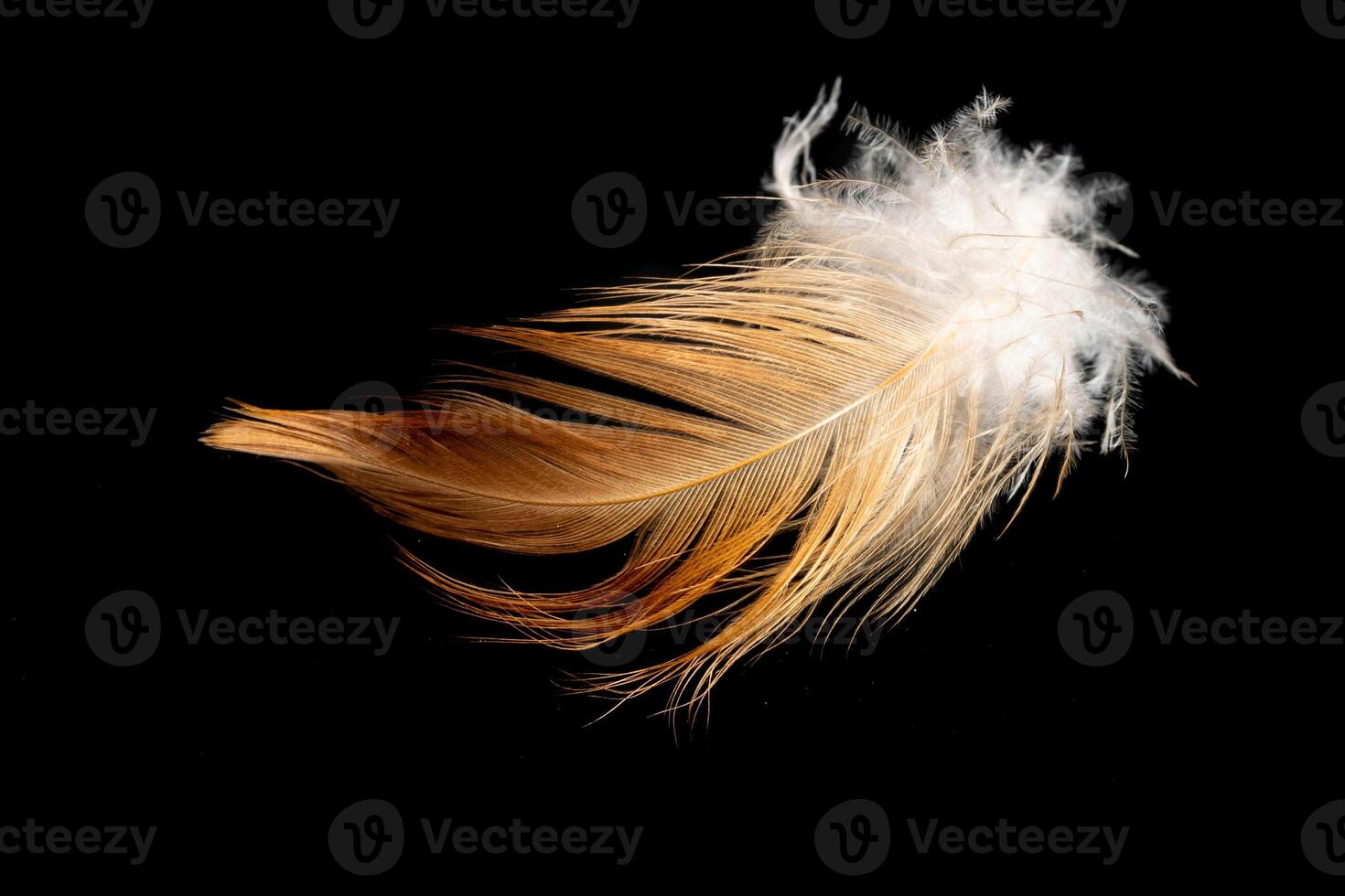 brown and white hen feather on black background photo