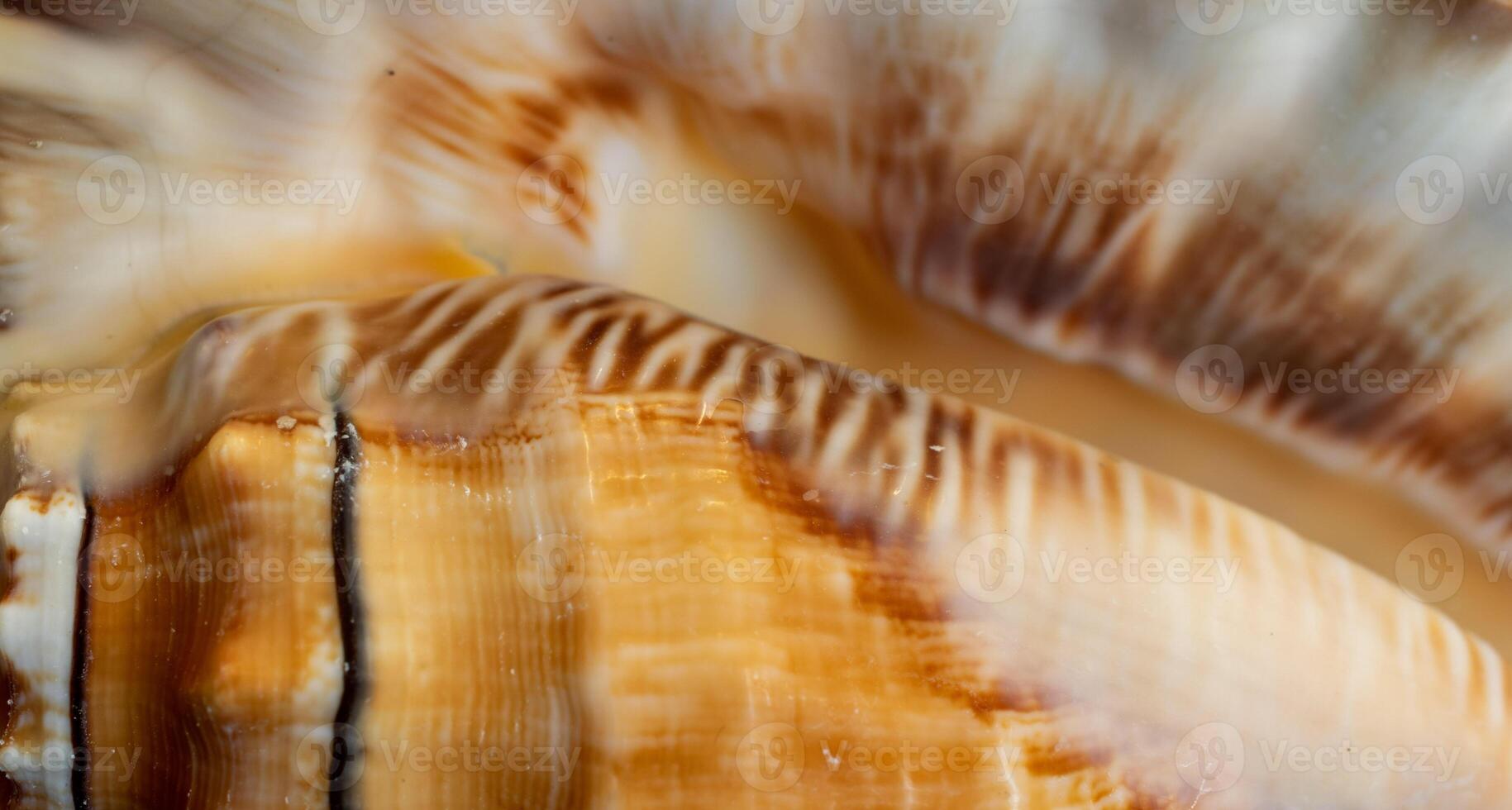 white and brown sea snail shell. background photo