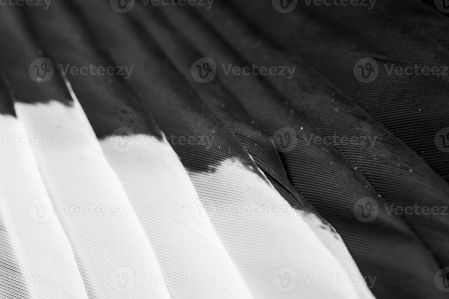 black and white feathers with visible details. background or texture photo