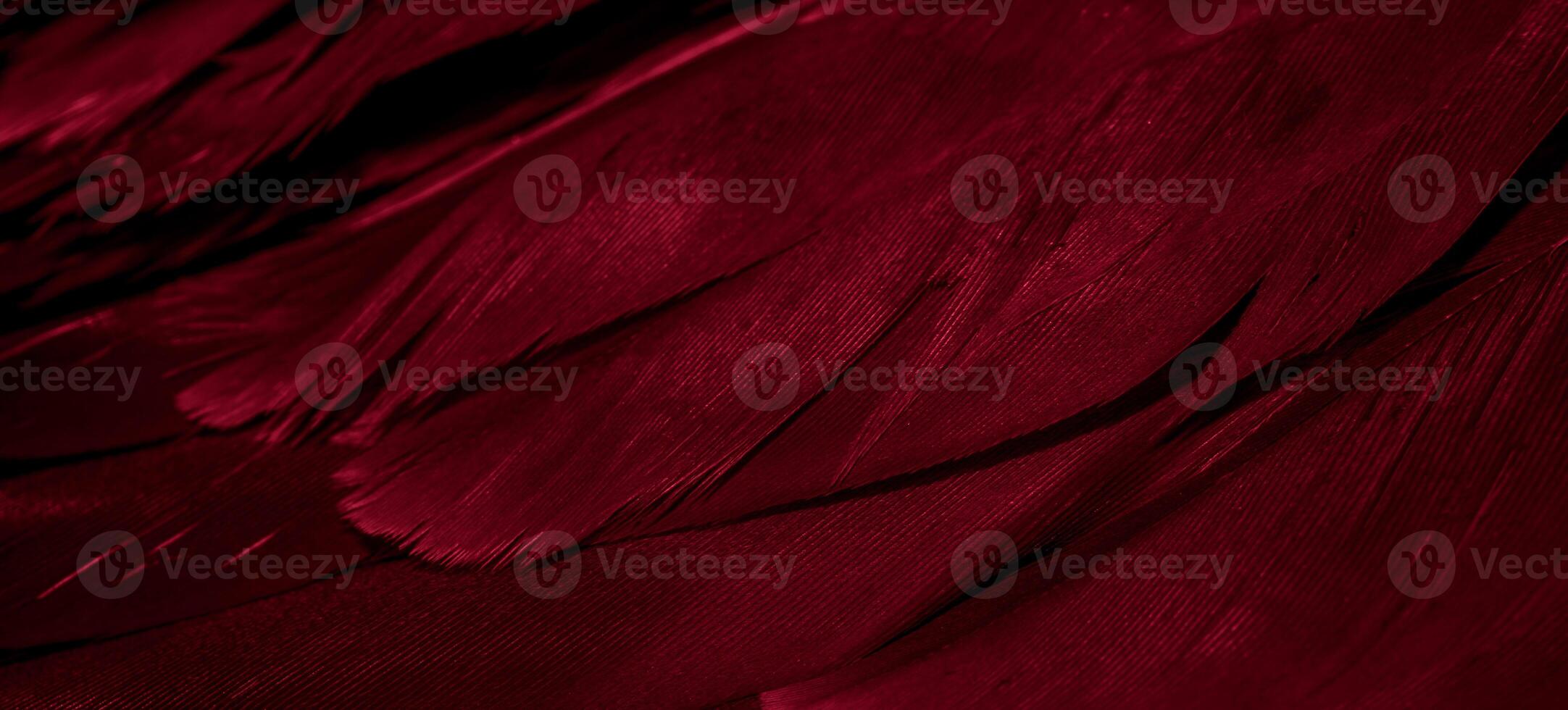 red hawk feathers with visible detail. photo