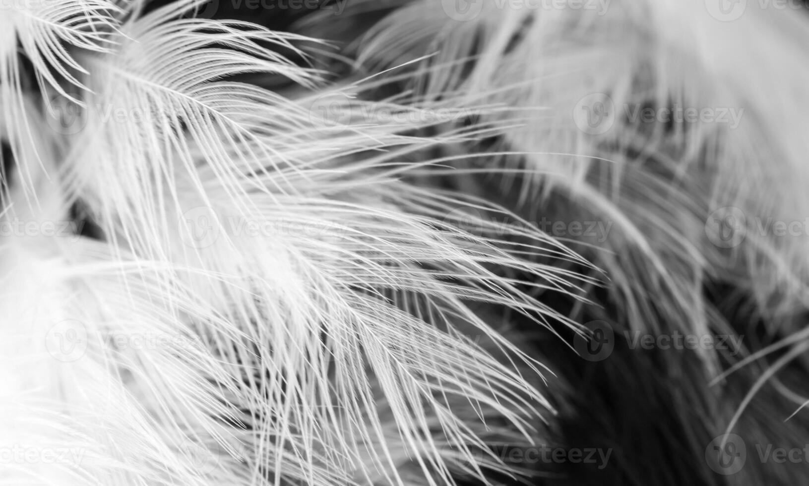 white feathers macro photo. background or texture photo
