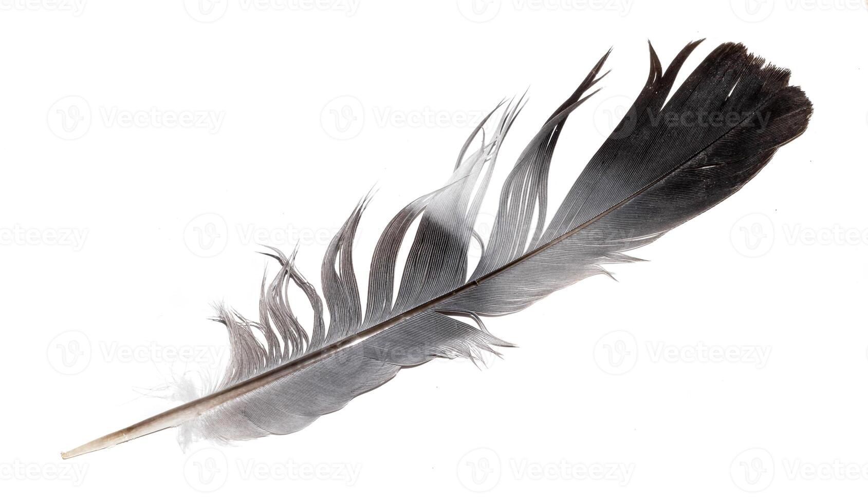 a pigeon feather on a white background photo