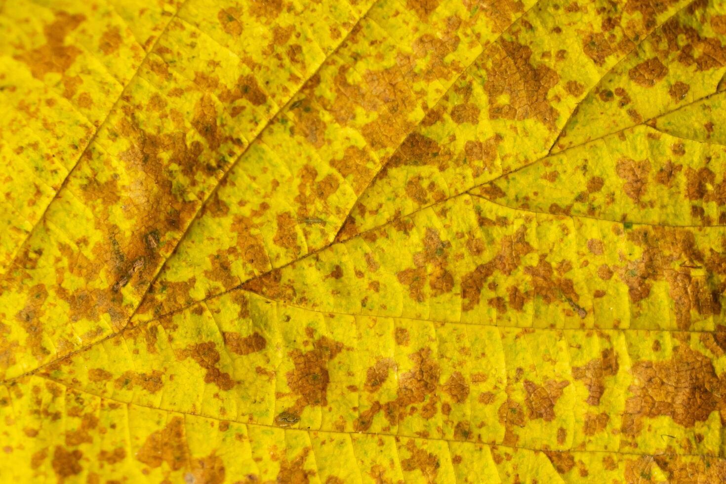 brown and yellow autumn leaf with visible detail photo