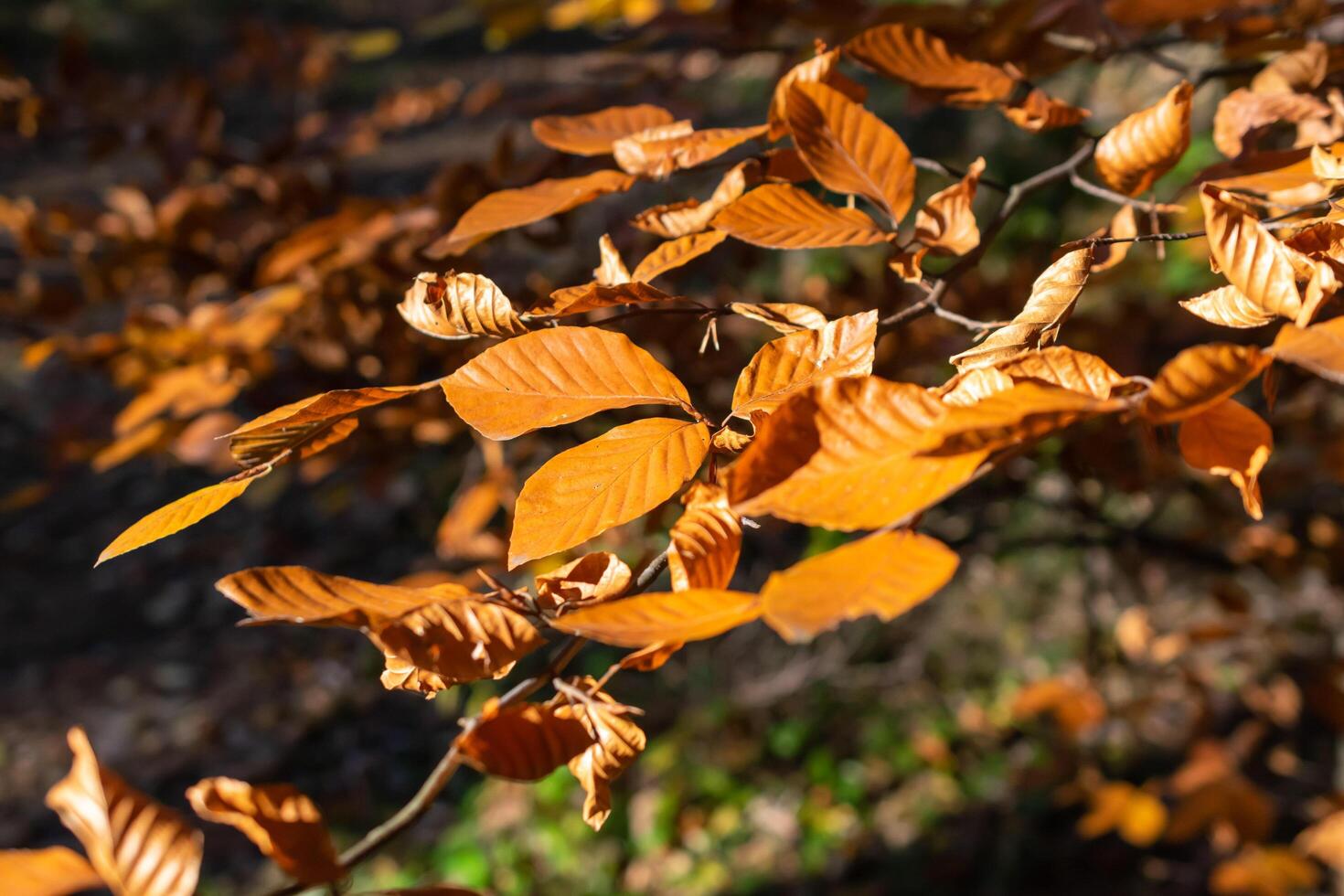 brown and yellow autumn leaves on the tree photo
