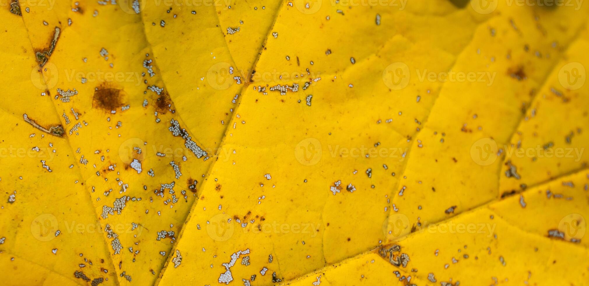 dry yellow leaf. background photo