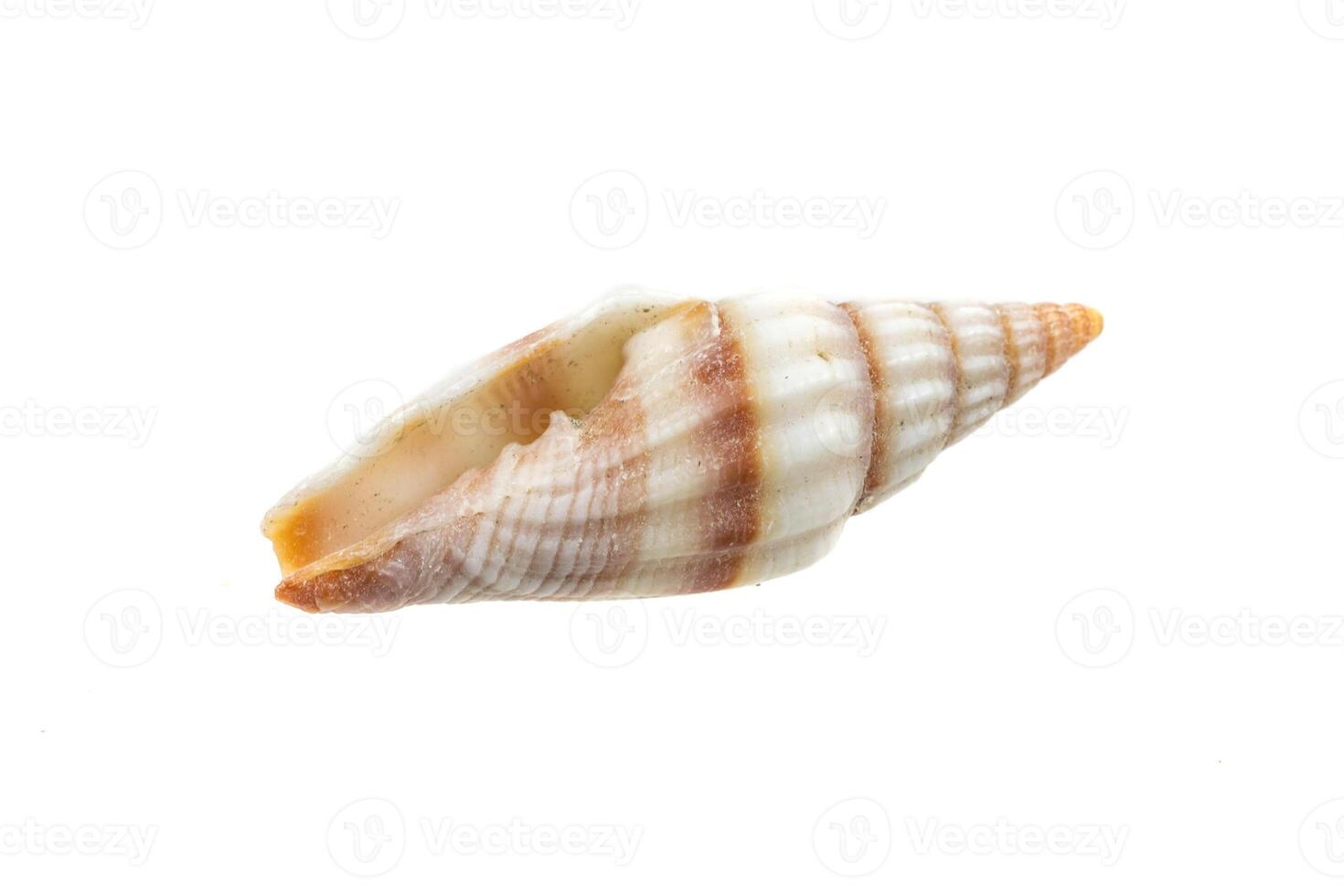 shells of a sea snail isolated background photo