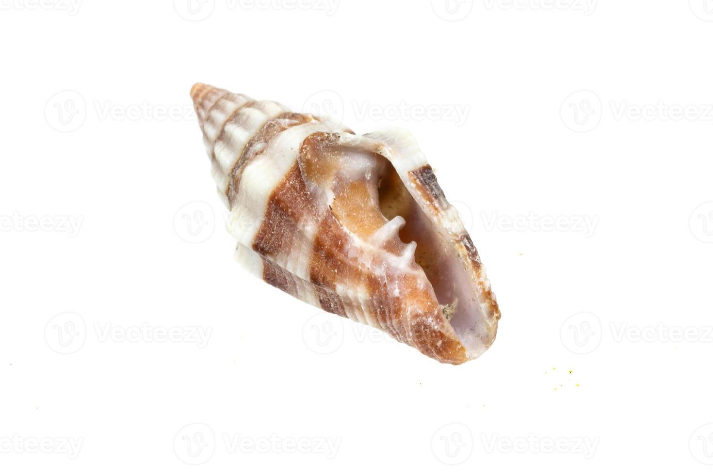 shell of a sea snail on a white isolated background photo