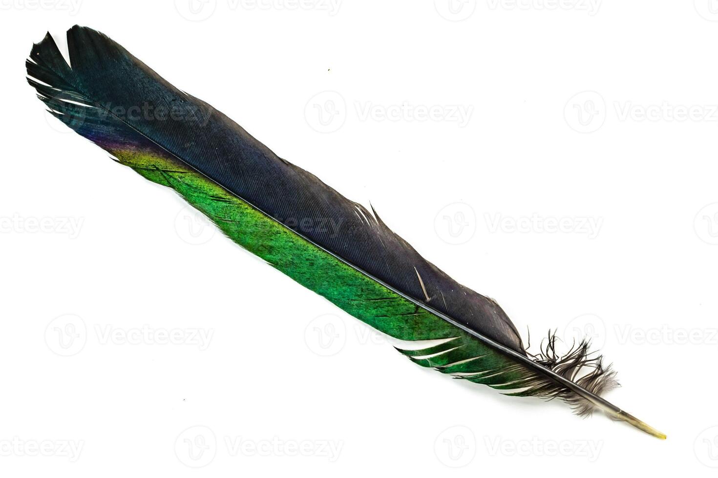black and green magpie feather on a white isolated background photo