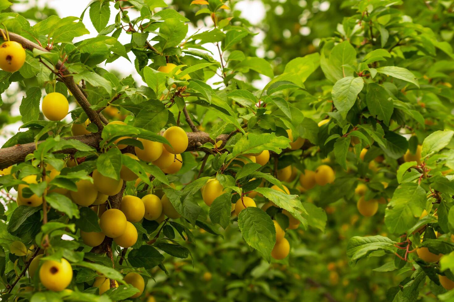 yellow plums on twigs with green leaves photo