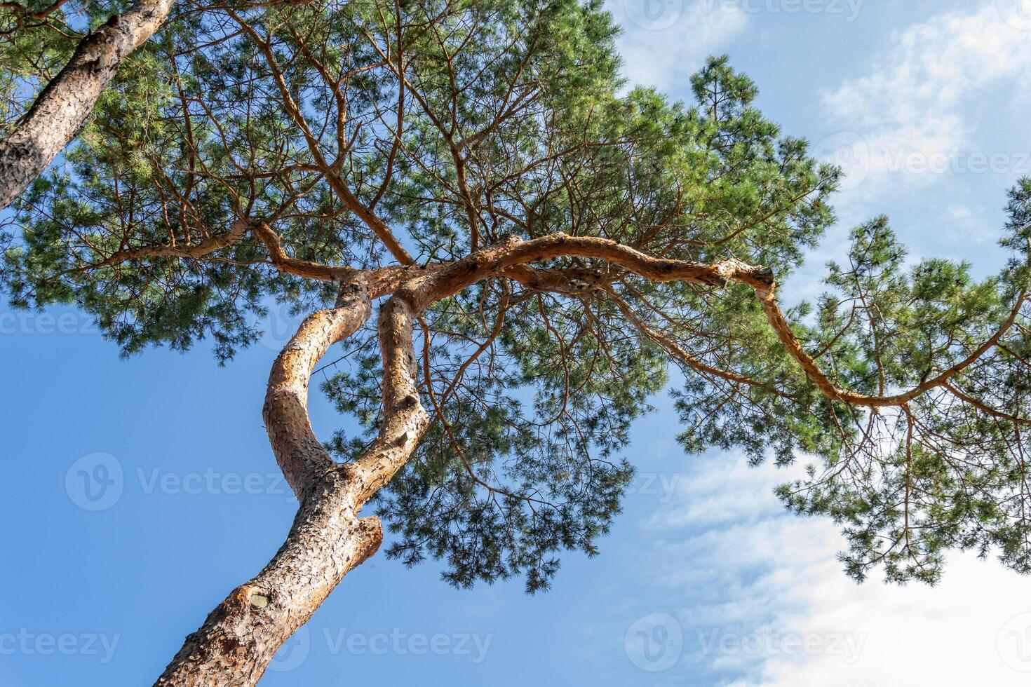pine trees against a blue sky with white clouds photo