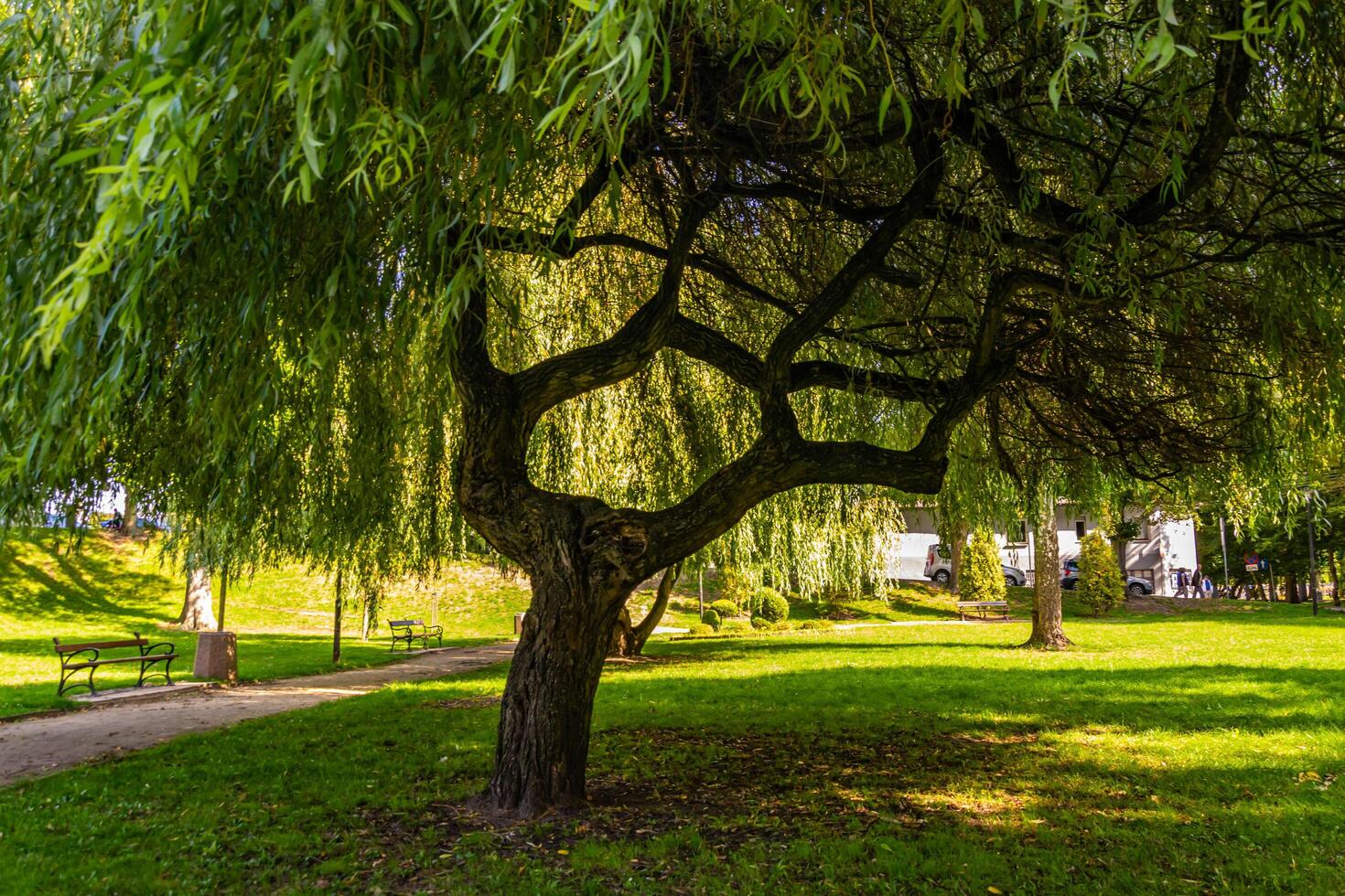 green tree in a park on a sunny day photo