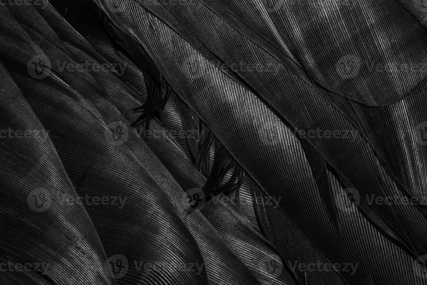 black feathers with visible details. background or texture. photo