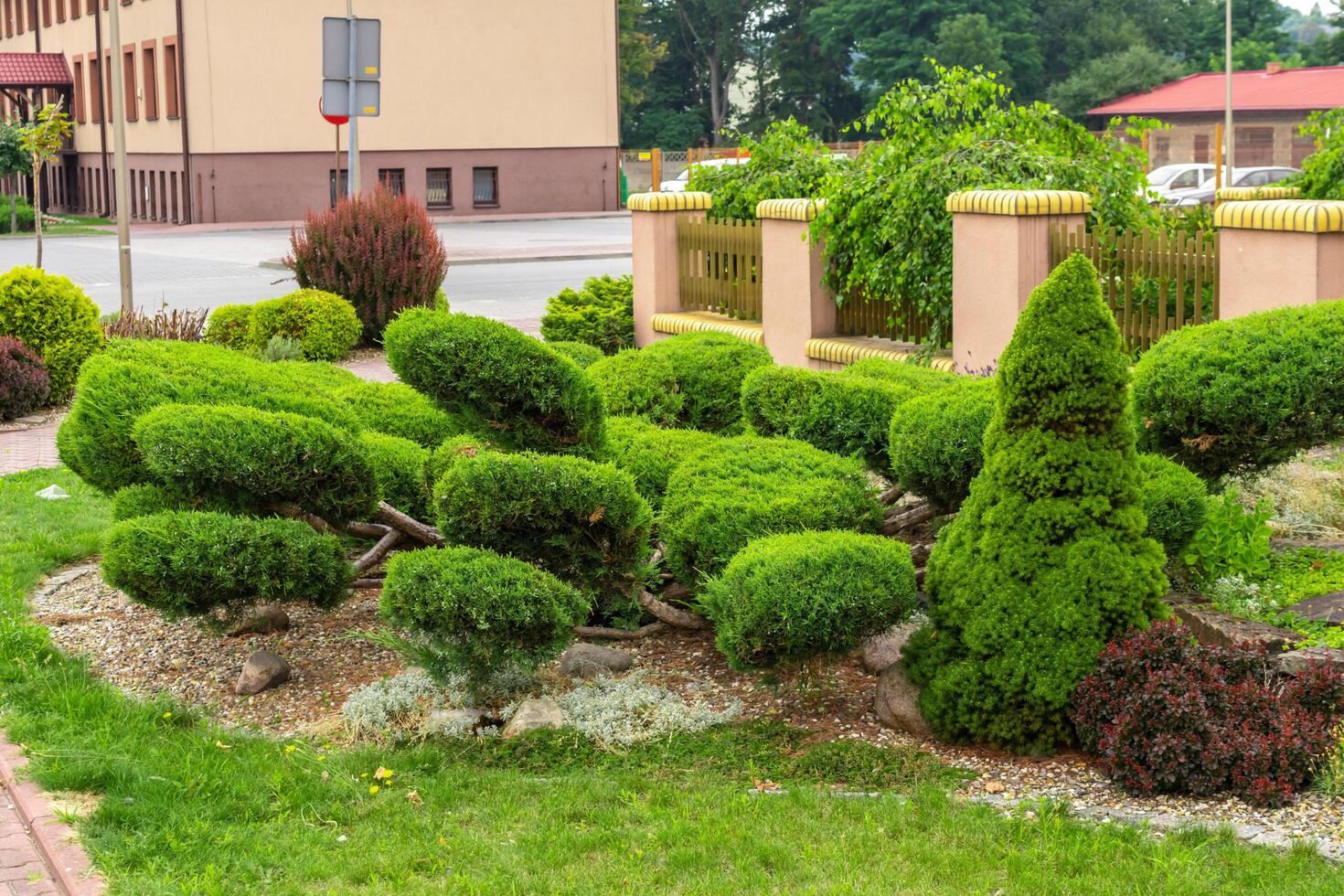 bonsai style juniper in the square by the road photo
