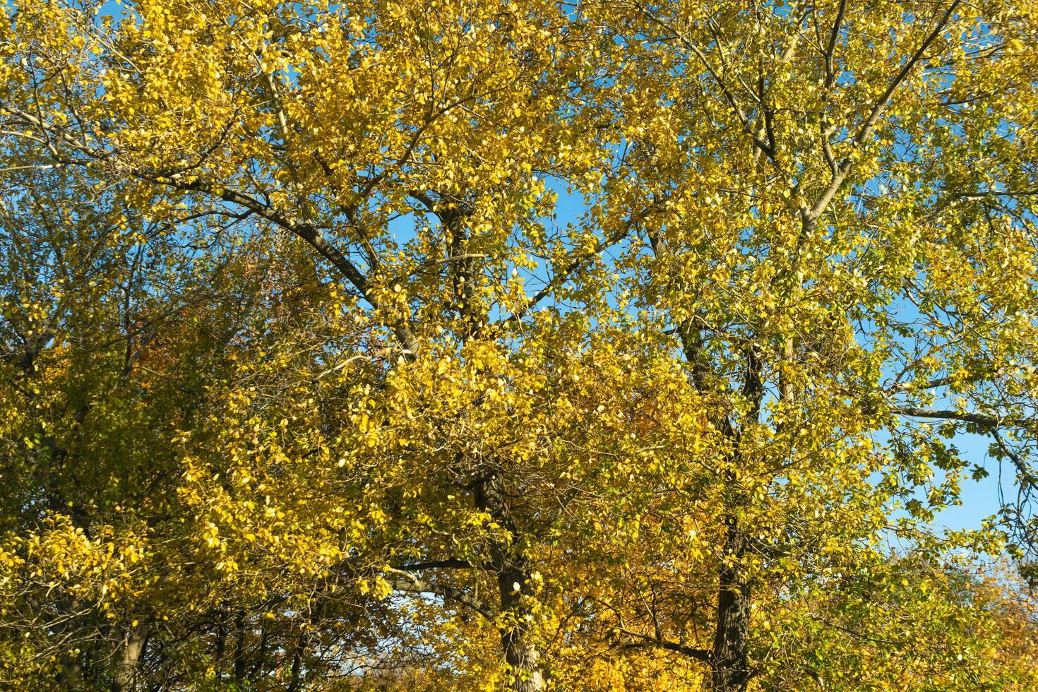 yellow autumn leaves against the blue sky photo