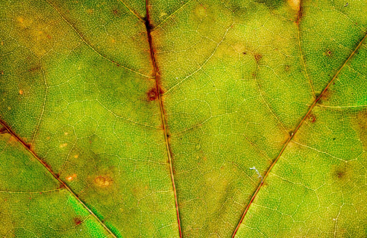 yellow and green leaf photo with visible details