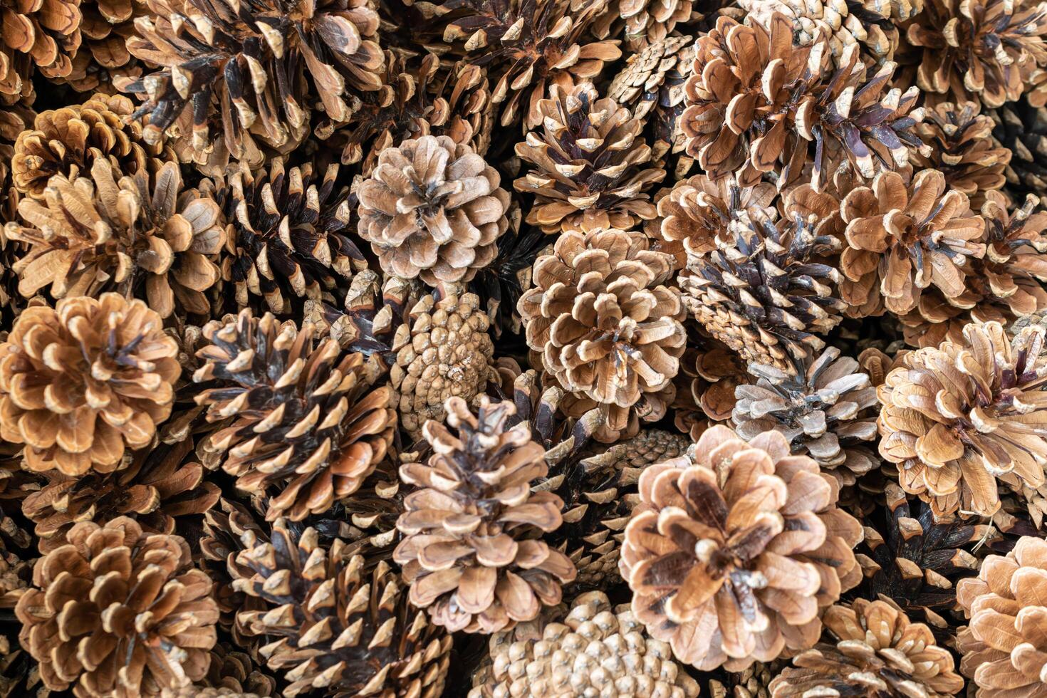 brown black pine cones with visible details. background or texture photo