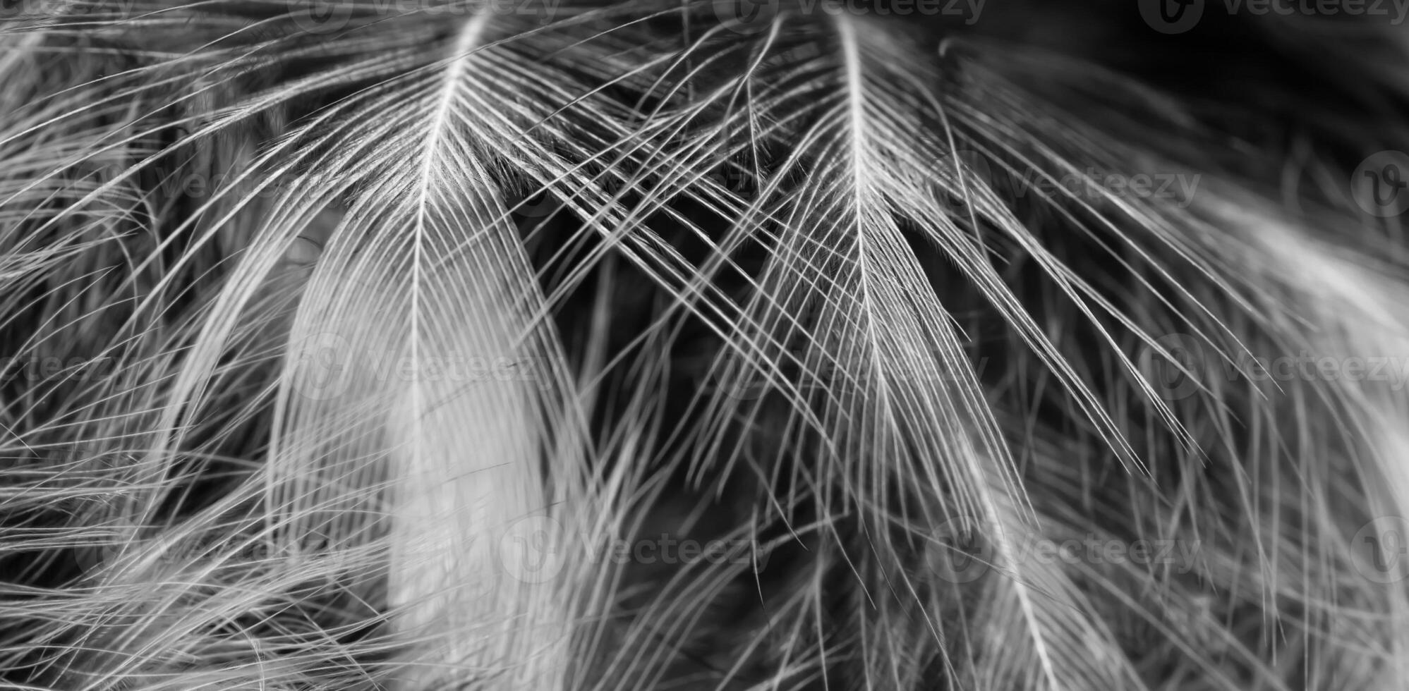 black and white feathers with visible details. background or textura photo