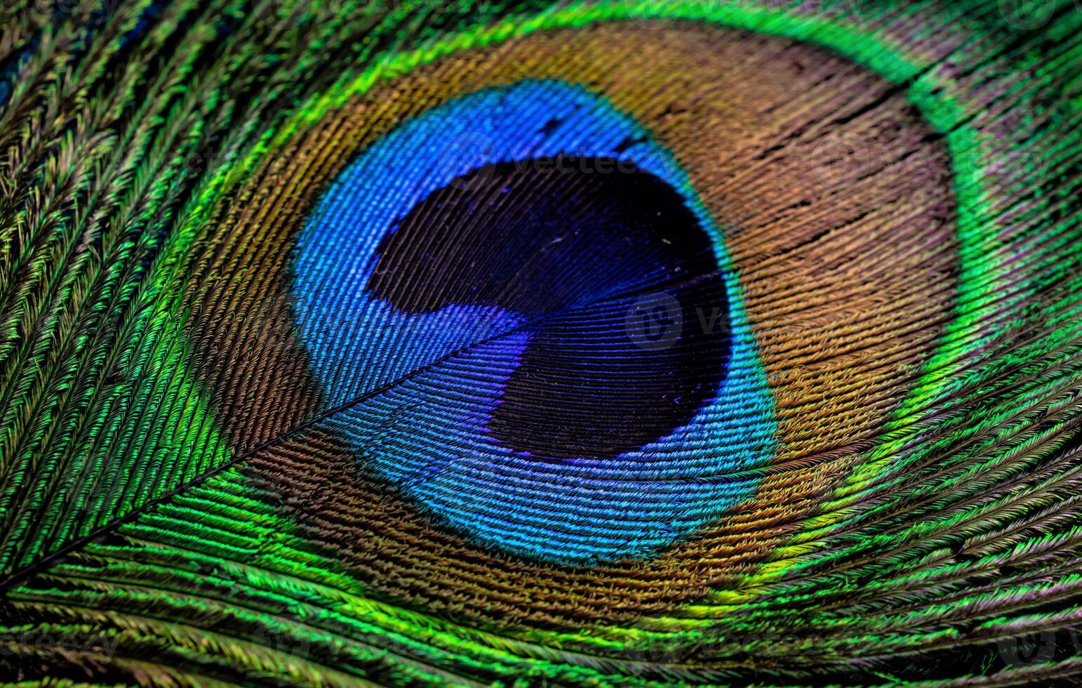 colorful feather of a peacock. background or texture photo