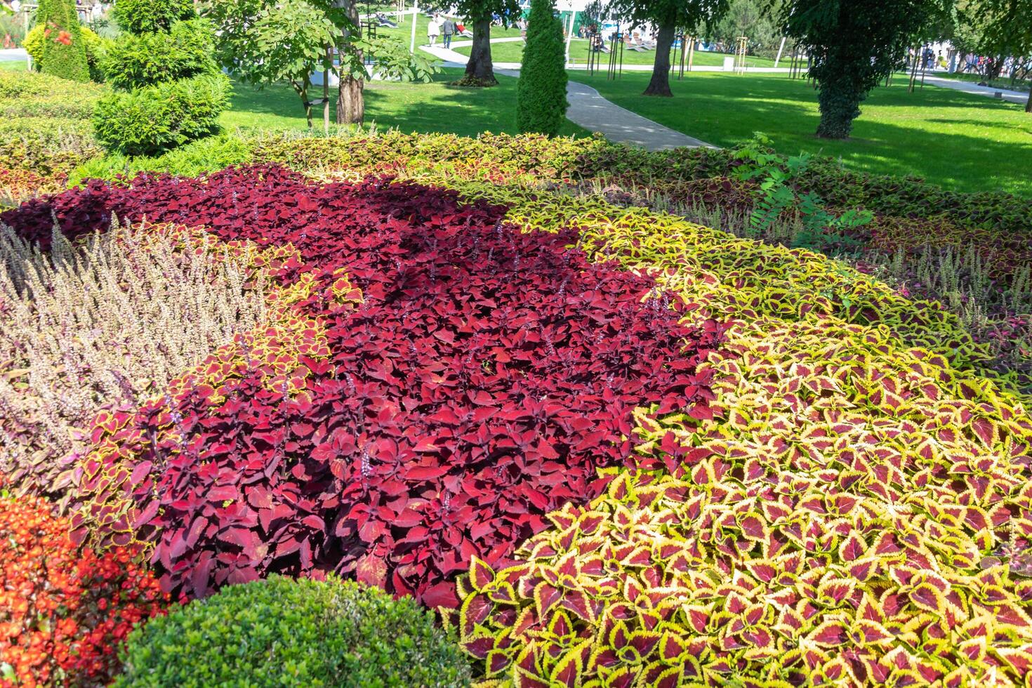 nice garden with red and yellow plants. photo
