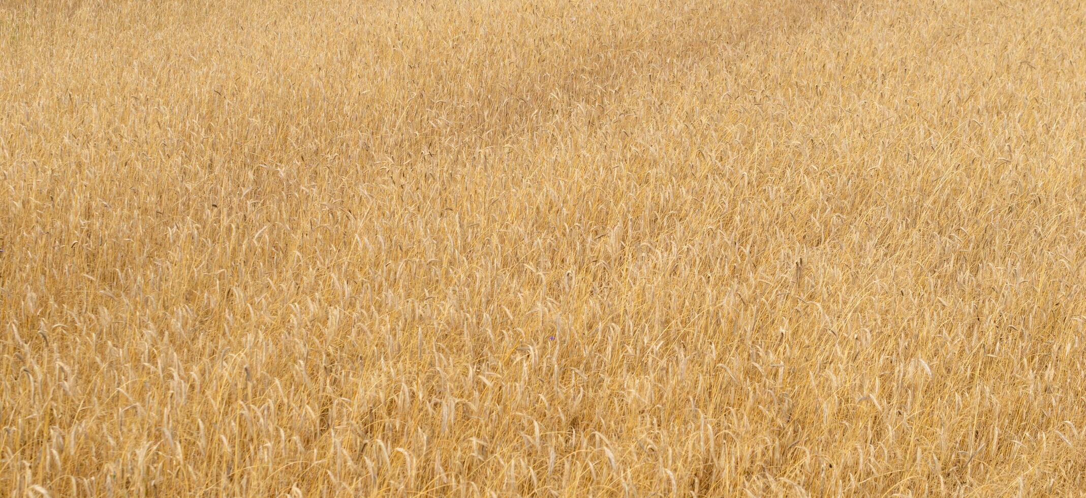 brown withered wheat with visible details. background photo