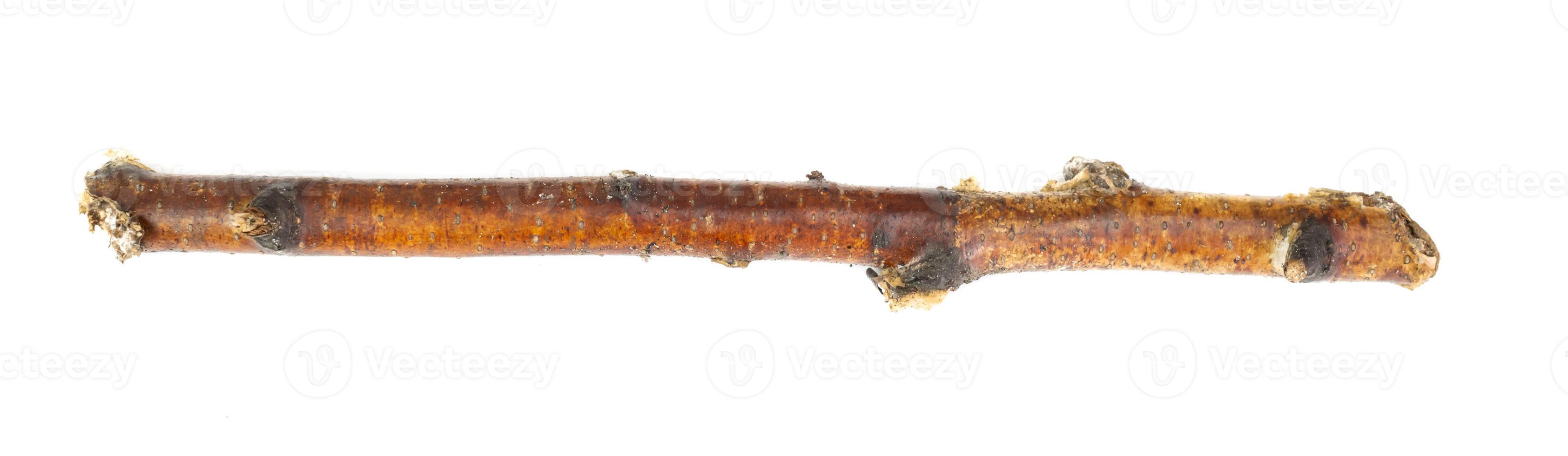 a piece of birch twigs on a white background photo