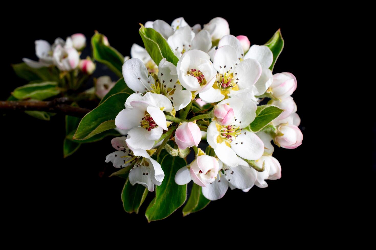white apple blossoms on a black isolated background photo