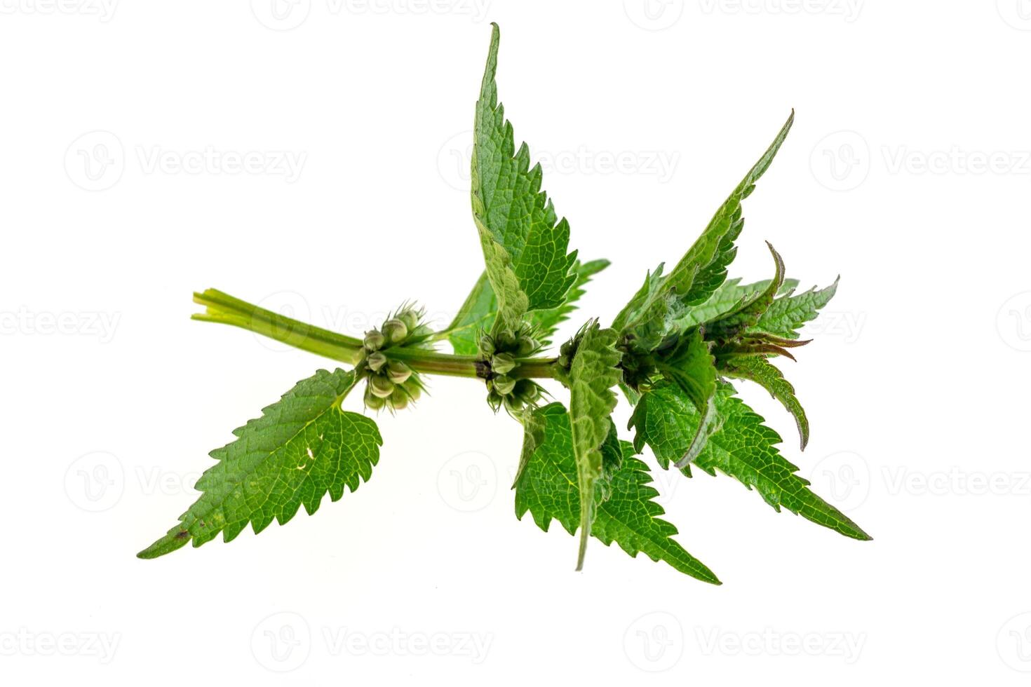nettle isolated background photo